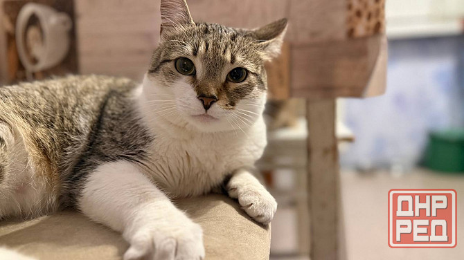 Продам котейку Донецк - изображение 5