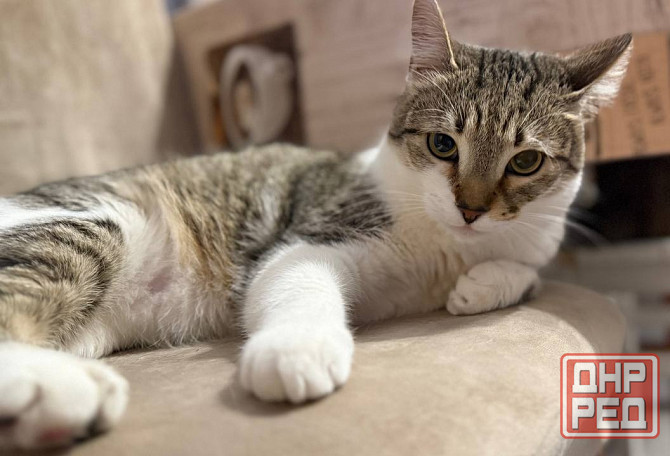 Продам котейку Донецк - изображение 3