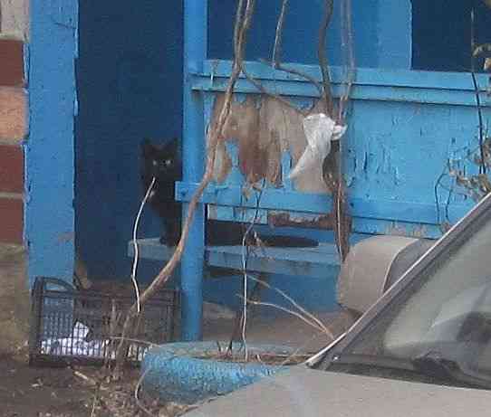 Чтобы с утра чей-то клюв висел Донецк