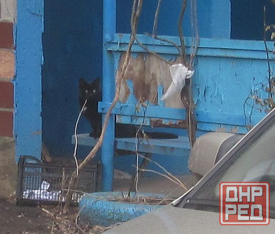 Чтобы с утра чей-то клюв висел Донецк - изображение 1