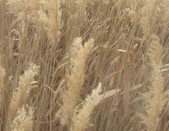 Не даром "погрызли" Енакиево Донецк