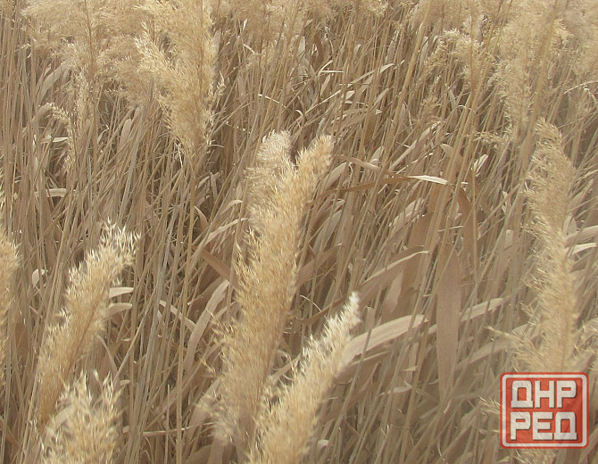 Не даром "погрызли" Енакиево Донецк - изображение 1