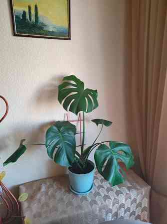 Куст Монстера в горшке Макеевка