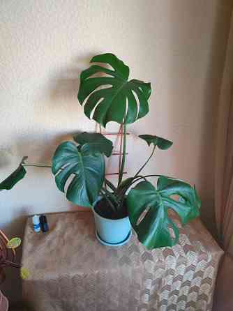 Куст Монстера в горшке Макеевка