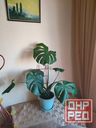 Куст Монстера в горшке Макеевка - изображение 2