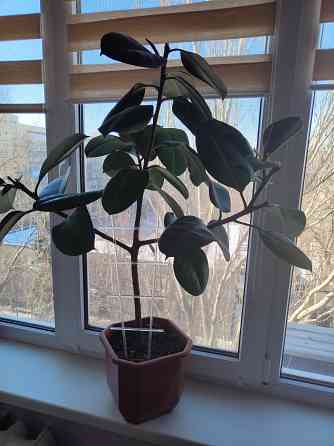 Фикус в горшке Макеевка