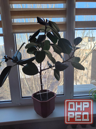 Фикус в горшке Макеевка - изображение 2