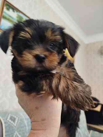 Щенки Йоркшерский терьер Мариуполь