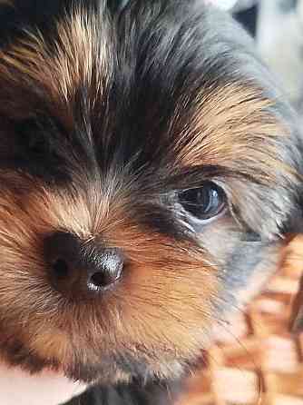 Щенки Йоркшерский терьер Мариуполь