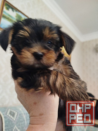 Щенки Йоркшерский терьер Мариуполь - изображение 1