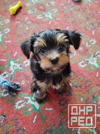 Щенки Йоркшерский терьер Мариуполь - изображение 5