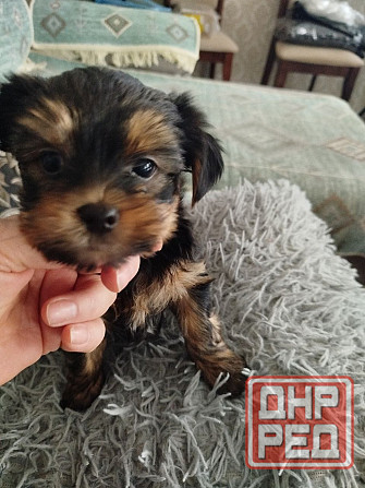 Щенки Йоркшерский терьер Мариуполь - изображение 3