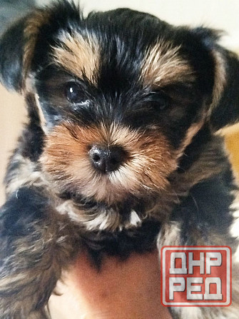 Щенки Йоркшерский терьер Мариуполь - изображение 2