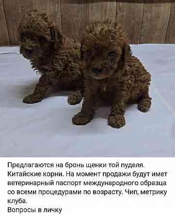 Той пудель Донецк