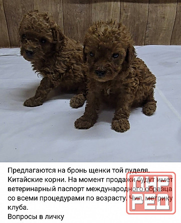 Той пудель Донецк - изображение 1