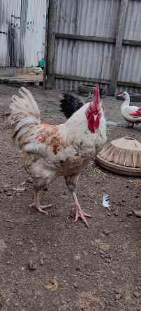 Продам петухов Макеевка