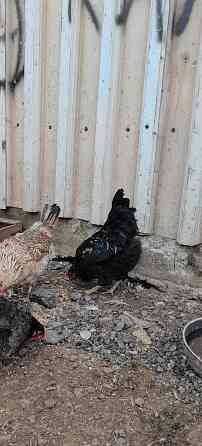 Продам петухов Макеевка