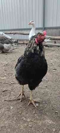 Продам петухов Макеевка