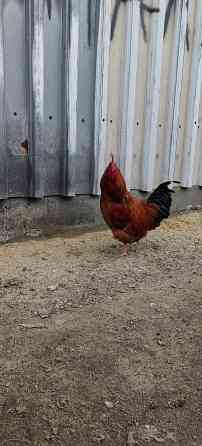 Продам петухов Макеевка