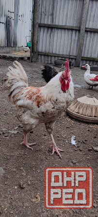 Продам петухов Макеевка - изображение 4