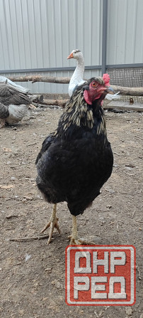 Продам петухов Макеевка - изображение 5