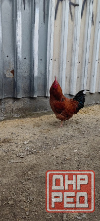 Продам петухов Макеевка - изображение 2