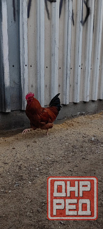 Продам петухов Макеевка - изображение 1