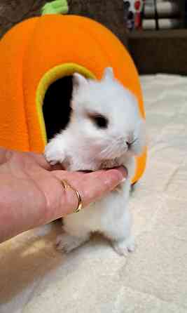 Карликовые кролики Донецк