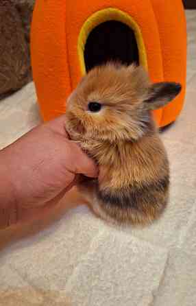 Карликовые кролики Донецк