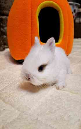 Карликовые кролики Донецк