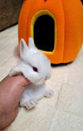 Карликовые кролики Донецк