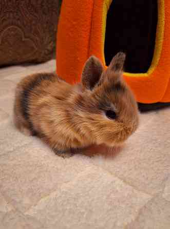 Карликовые кролики Донецк