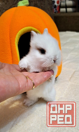 Карликовые кролики Донецк - изображение 3