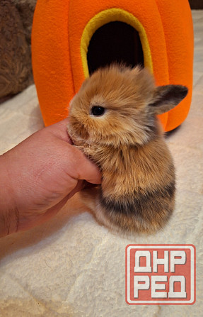 Карликовые кролики Донецк - изображение 2