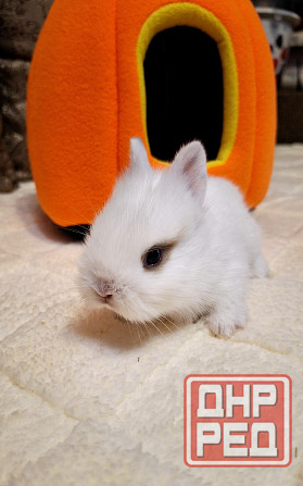 Карликовые кролики Донецк - изображение 5