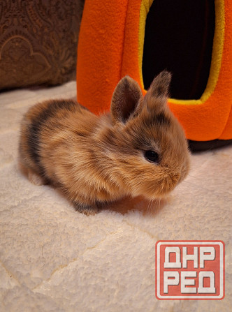 Карликовые кролики Донецк - изображение 4