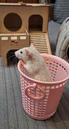 Крыски Дамбо ,Сфинкс, Рекс, Стандарт самые ручные милые самые ручные мальчики и девочки Донецк