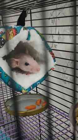 Крыски Дамбо ,Сфинкс, Рекс, Стандарт самые ручные милые самые ручные мальчики и девочки Донецк