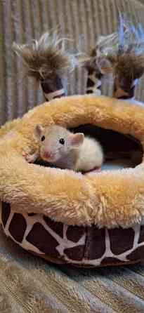 Крыски Дамбо ,Сфинкс, Рекс, Стандарт самые ручные милые самые ручные мальчики и девочки Донецк