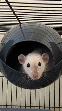 Крыски Дамбо ,Сфинкс, Рекс, Стандарт самые ручные милые самые ручные мальчики и девочки Донецк