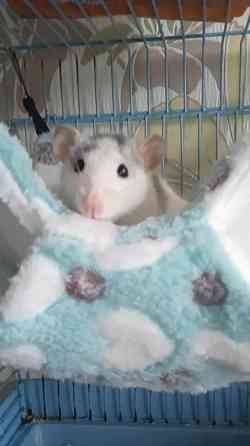 Крыски Дамбо ,Сфинкс, Рекс, Стандарт самые ручные милые самые ручные мальчики и девочки Донецк