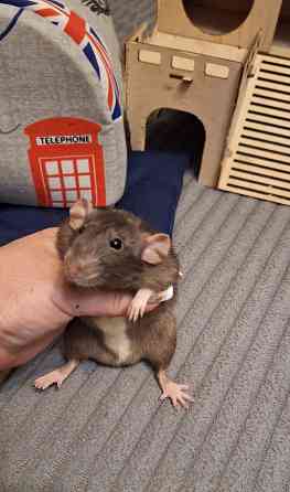 Крыски Дамбо ,Сфинкс, Рекс, Стандарт самые ручные милые самые ручные мальчики и девочки Донецк