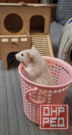 Крыски Дамбо ,Сфинкс, Рекс, Стандарт самые ручные милые самые ручные мальчики и девочки Донецк - изображение 6