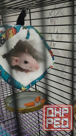 Крыски Дамбо ,Сфинкс, Рекс, Стандарт самые ручные милые самые ручные мальчики и девочки Донецк - изображение 3