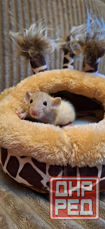 Крыски Дамбо ,Сфинкс, Рекс, Стандарт самые ручные милые самые ручные мальчики и девочки Донецк - изображение 1