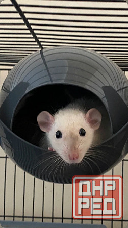 Крыски Дамбо ,Сфинкс, Рекс, Стандарт самые ручные милые самые ручные мальчики и девочки Донецк - изображение 2