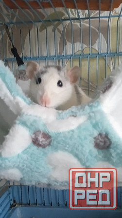 Крыски Дамбо ,Сфинкс, Рекс, Стандарт самые ручные милые самые ручные мальчики и девочки Донецк - изображение 4