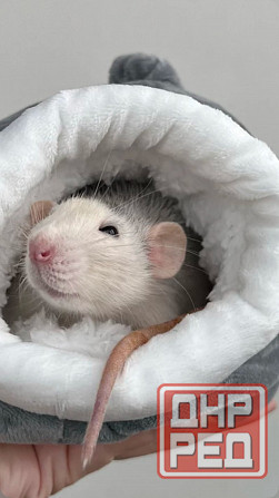 Крыски Дамбо ,Сфинкс, Рекс, Стандарт самые ручные милые самые ручные мальчики и девочки Донецк - изображение 8