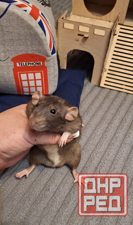 Крыски Дамбо ,Сфинкс, Рекс, Стандарт самые ручные милые самые ручные мальчики и девочки Донецк - изображение 5