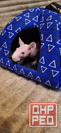 Крыски Дамбо ,Сфинкс, Рекс, Стандарт самые ручные милые самые ручные мальчики и девочки Донецк - изображение 7